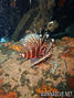 scuba diving photo