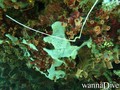 scuba diving photo