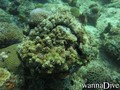scuba diving photo