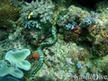 scuba diving photo