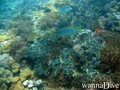 scuba diving photo