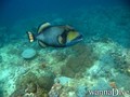 scuba diving photo
