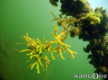 scuba diving photo