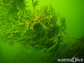 scuba diving photo