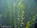 scuba diving photo