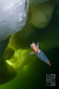 scuba diving photo