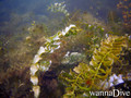 scuba diving photo
