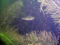 scuba diving photo
