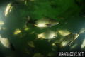 scuba diving photo