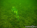 scuba diving photo