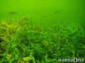 scuba diving photo