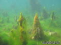 scuba diving photo