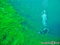 scuba diving photo