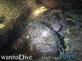 scuba diving photo