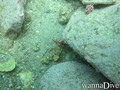 scuba diving photo