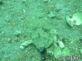 scuba diving photo