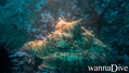 scuba diving photo