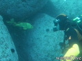 scuba diving photo