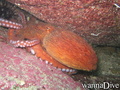 scuba diving photo