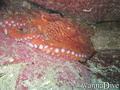 scuba diving photo