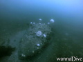scuba diving photo