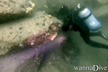 scuba diving photo