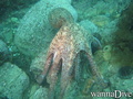 scuba diving photo