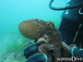 scuba diving photo