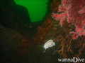 scuba diving photo