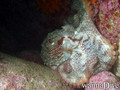 scuba diving photo