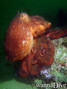 scuba diving photo