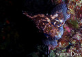 scuba diving photo