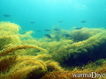 scuba diving photo