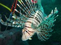 scuba diving photo