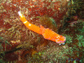 scuba diving photo