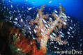 scuba diving photo