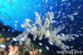 scuba diving photo