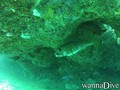 scuba diving photo