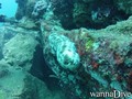 scuba diving photo