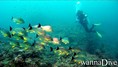 scuba diving photo