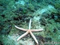 scuba diving photo