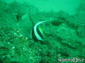 scuba diving photo