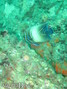 scuba diving photo