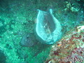 scuba diving photo
