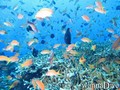 scuba diving photo