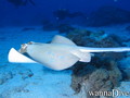 scuba diving photo