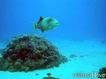scuba diving photo