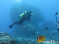 scuba diving photo
