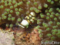 scuba diving photo