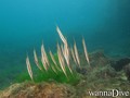 scuba diving photo